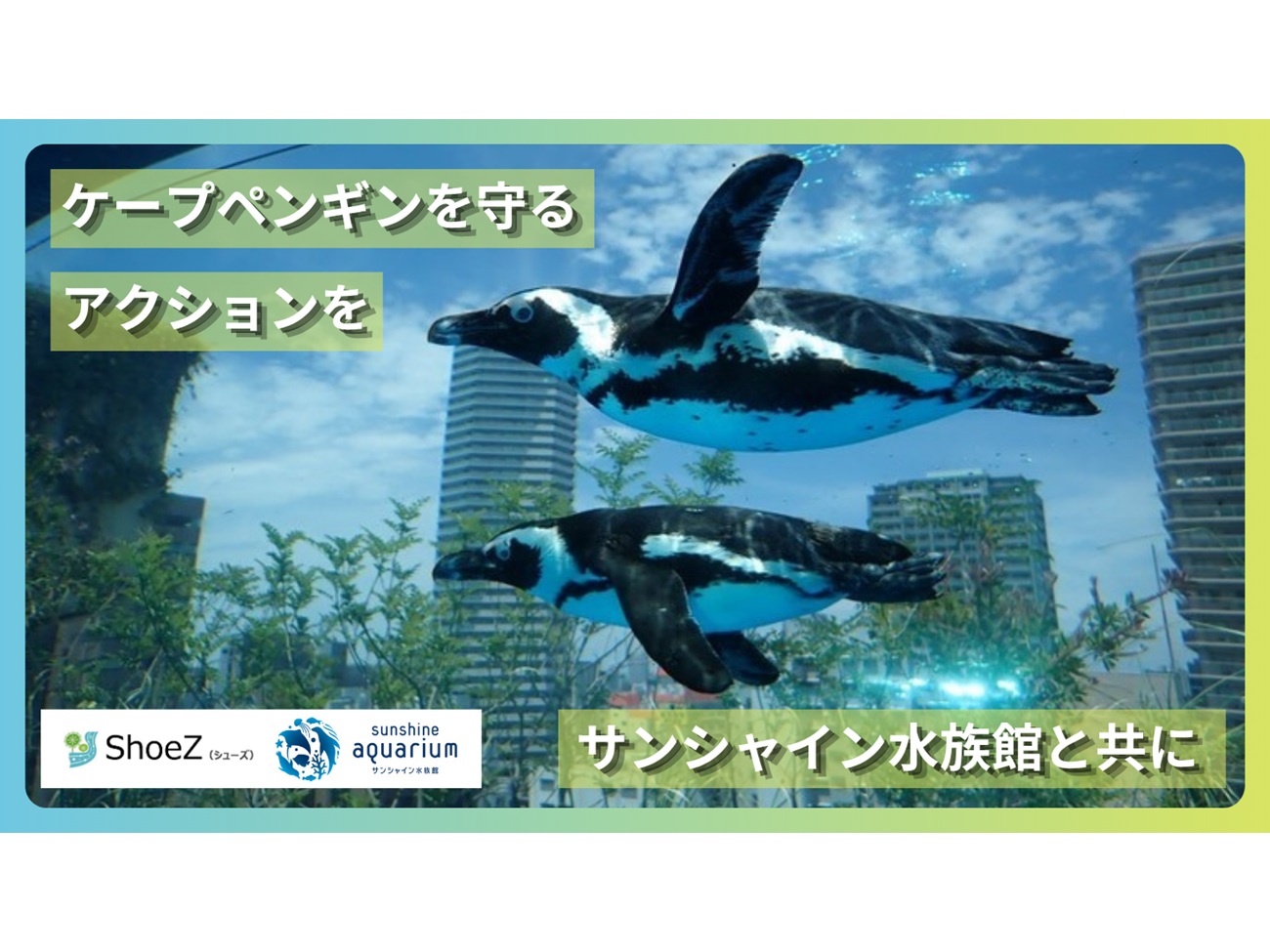 ケープペンギンの保全に関す - EDUONE Pass