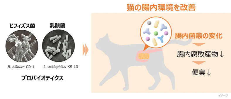 ビフィズス菌G9-1と乳酸菌KS- - EDUONE Pass