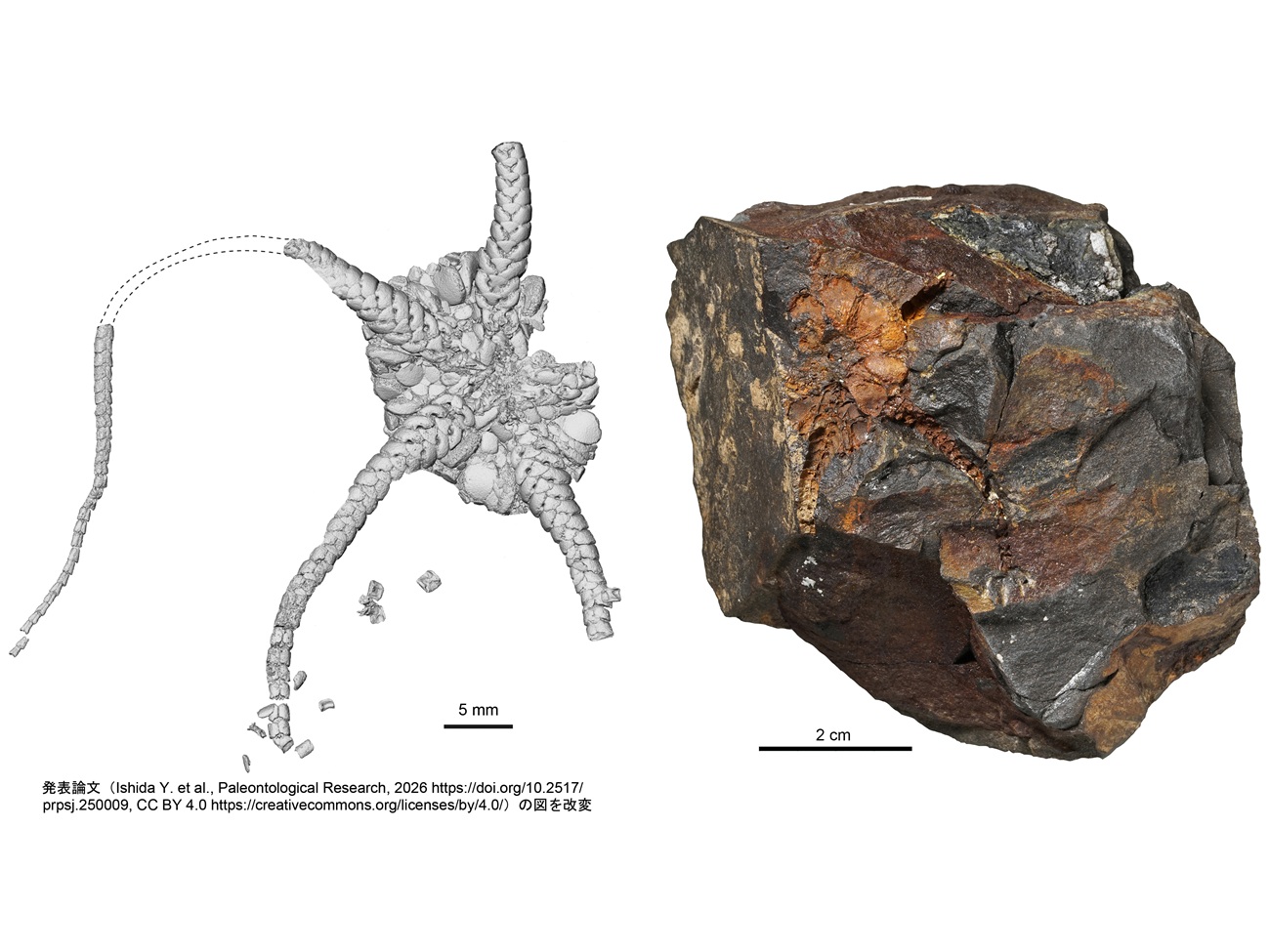約7,000万年前の地層から新属 - EDUONE Pass